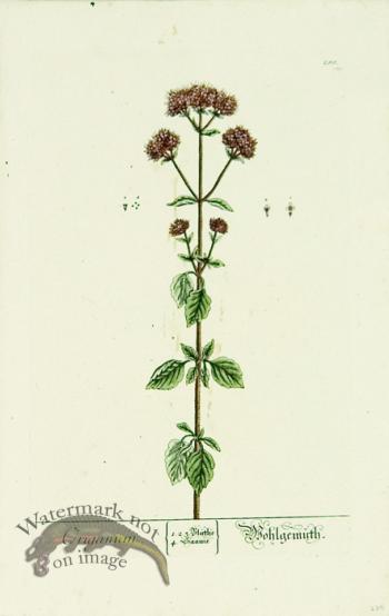 Blackwell German 059